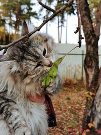 Close-up of a cat