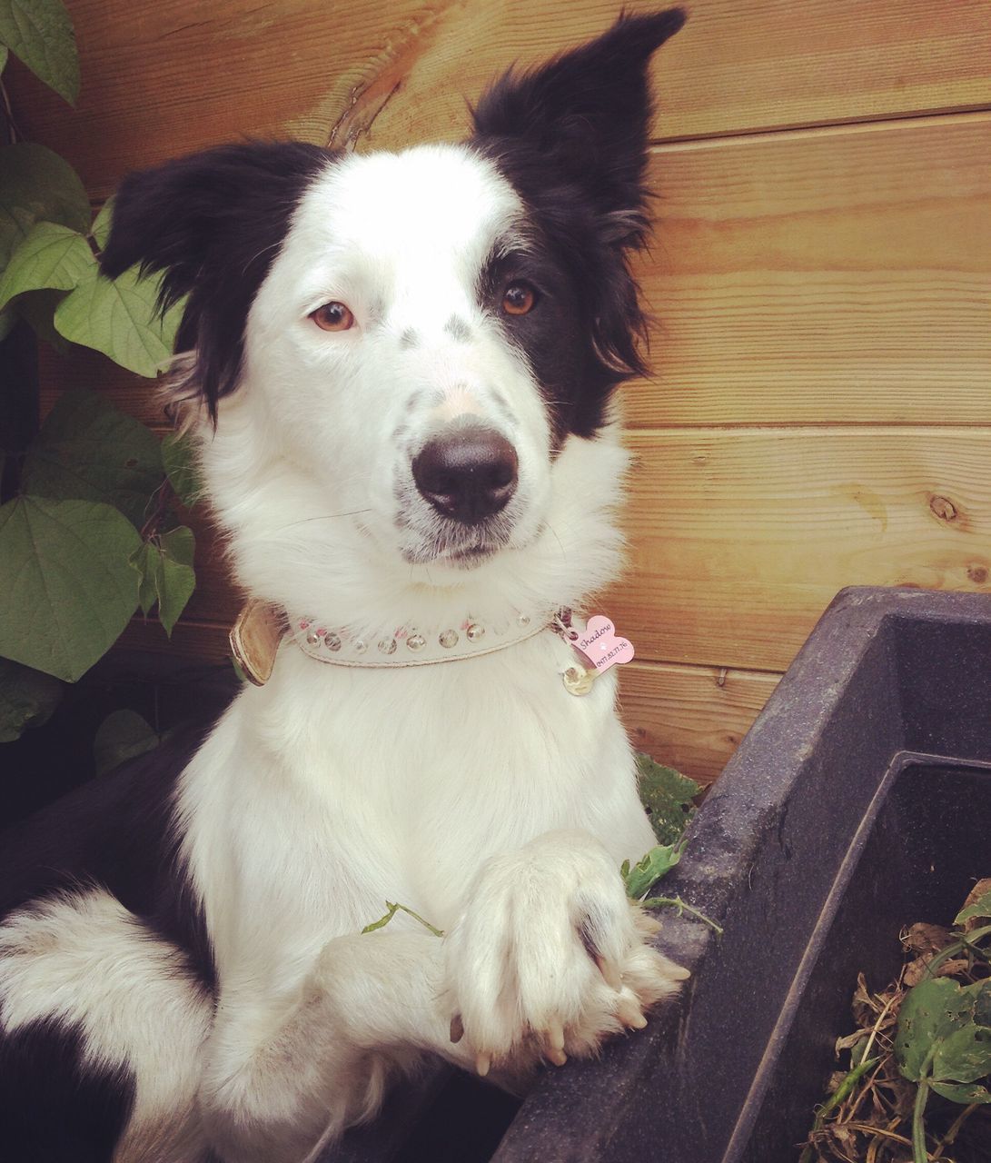 PORTRAIT OF DOG SITTING OUTDOORS