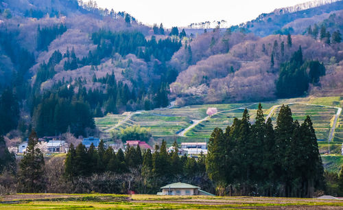 Scenic view of trees and mountains