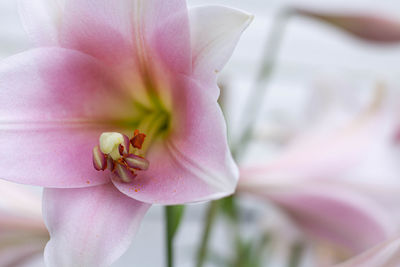 Close-up of pink flower