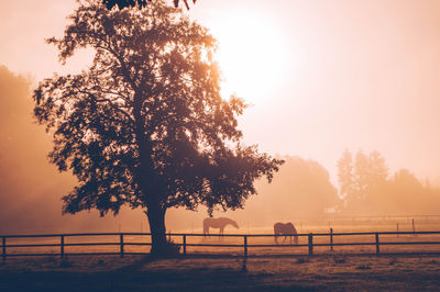 View of tree on field against sky during sunset