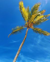 Low angle view of coconut palm tree against blue sky