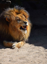 Close-up of lion