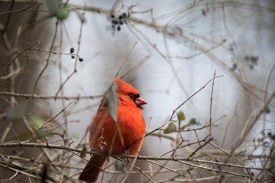 Close-up of cardinal perching on branch