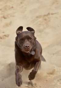 Portrait of dog running on beach