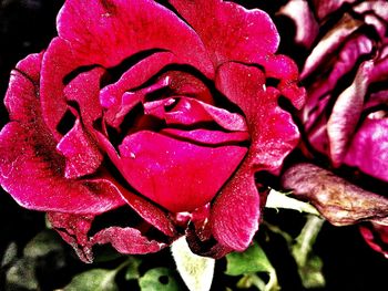 Close-up of pink rose