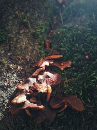 High angle view of mushrooms growing on field