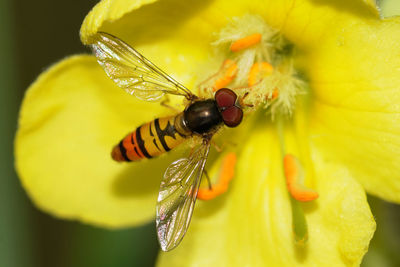 Close-up of insect on yellow flower