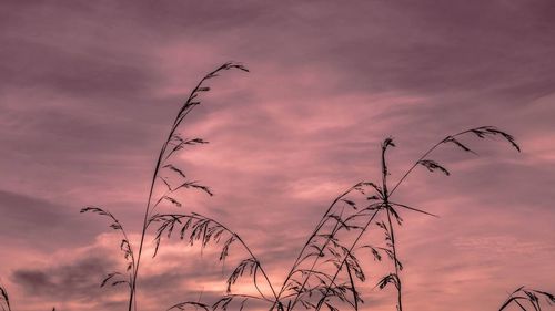 Low angle view of silhouette plants against dramatic sky