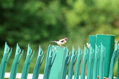 View of bird perching on wooden fence