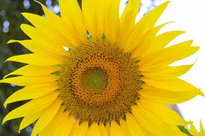 Close-up of sunflower