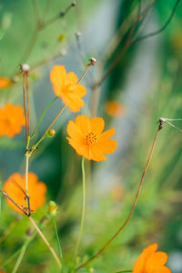 Close-up of yellow flowering plant