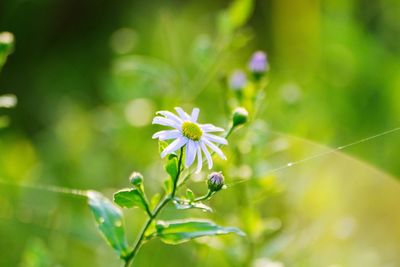 Close-up of flowers blooming outdoors