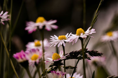 Close-up of flowering plant