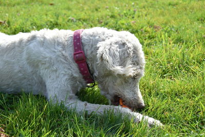 Close-up of dog on field