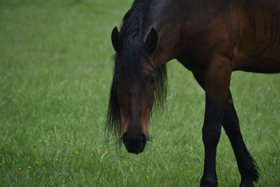 Spanish horse grazing on grassy field and looking in direct view. wonderful posture.