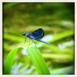 Close-up of butterfly on leaf