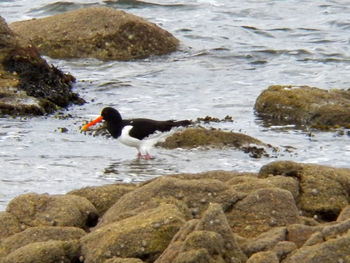 Side view of bird on rock at beach