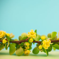 Close-up of yellow flowering plant against clear sky