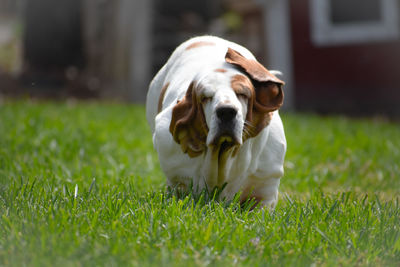 pet