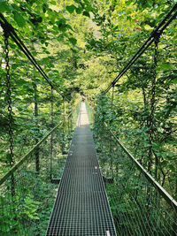 Footbridge amidst trees in forest