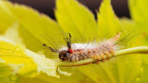 Close-up of caterpillar on plant