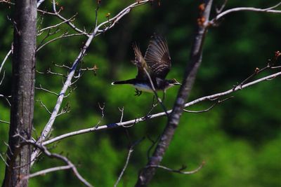 Bird perching on branch