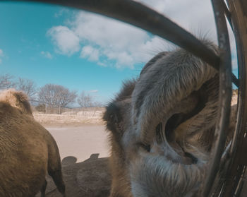 Close-up of horse on field against sky