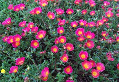 Flowers blooming on field