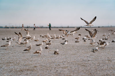 Flock of seagull birds flying on beach