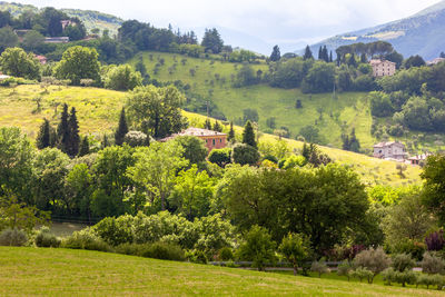 Scenic view of trees growing on field