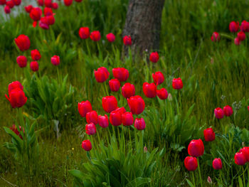 Close-up of red flowering plants on land