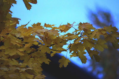 Low angle view of fresh flower tree against sky