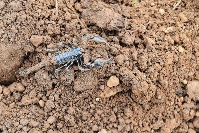 Close-up of caterpillar on the ground