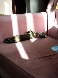 Cat sleeping in a home