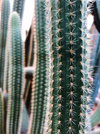 Close-up of cacti growing outdoors