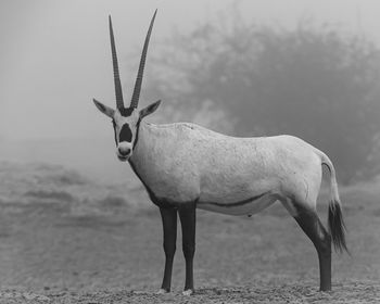 View of arabian oryx standing on field