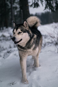 Dog, alaskan malamute running on snow covered field