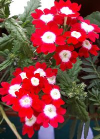 Close-up of red flowers