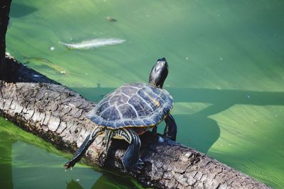 High angle view of tortoise swimming in lake