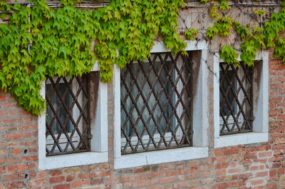 Ivy growing on wall of building