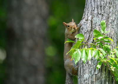 Squirrel on tree trunk