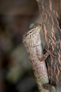 Close-up of lizard on tree trunk