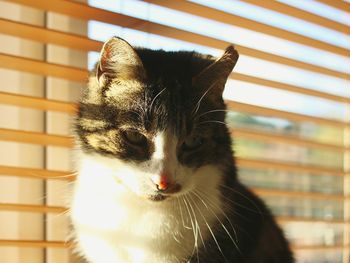 Close-up portrait of cat
