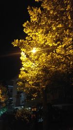 Low angle view of illuminated trees against sky at night