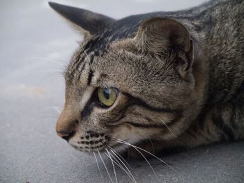 Close-up portrait of cat