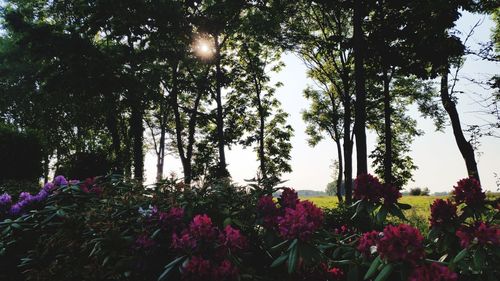 Low angle view of flowering plants in garden