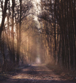 Trees in forest