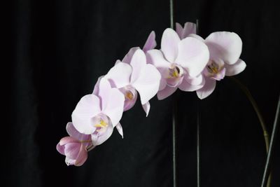 Close-up of pink orchids against black background