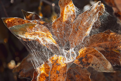 A group of moth caterpillars on dry leaves